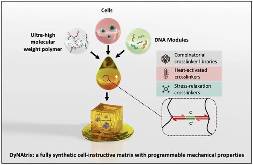 Hidrogeles de ADN programables para cultivos celulares avanzados y medicina personalizada