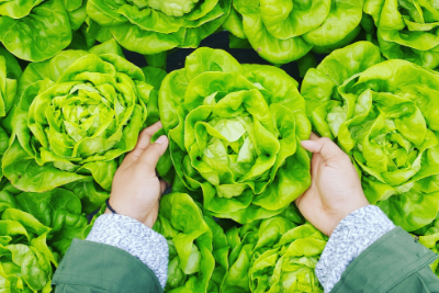 Sistema APPCC de Análisis de Peligros y Puntos Críticos de Control