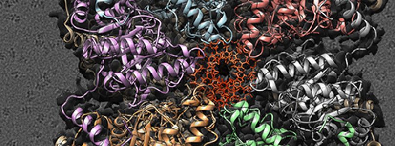 Un trabajo del CSIC ofrece nuevas pistas sobre la compleja maquinaria de replicación del ADN en bacterias