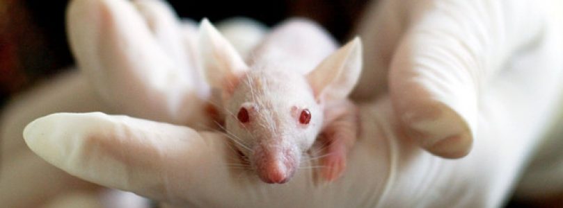 El grafeno activa células inmunitarias para la regeneración ósea en ratones