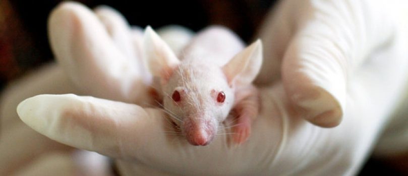 El grafeno activa células inmunitarias para la regeneración ósea en ratones