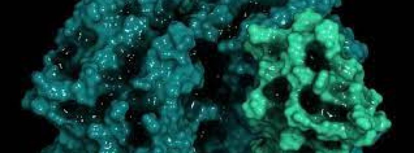 Descubrimiento en nanomáquinas dentro de organismos vivos: citocromos P450 (CYP450s) desatados como robots blandos vivos