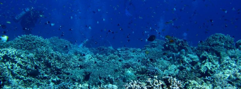 El IEO estudia los hábitats profundos de fondos blandos del Mar Cantábrico