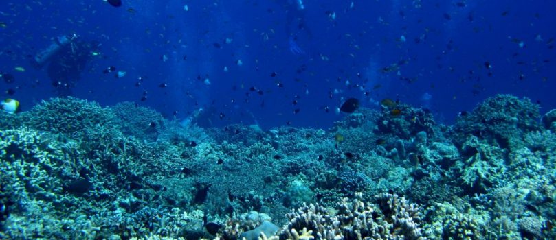 El IEO estudia los hábitats profundos de fondos blandos del Mar Cantábrico