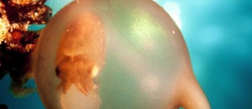 Embriones que aprenden dentro del huevo