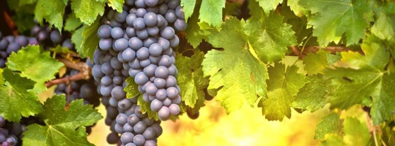 Polifenoles, el secreto detrás del poder antioxidante del vino