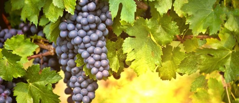 Polifenoles, el secreto detrás del poder antioxidante del vino